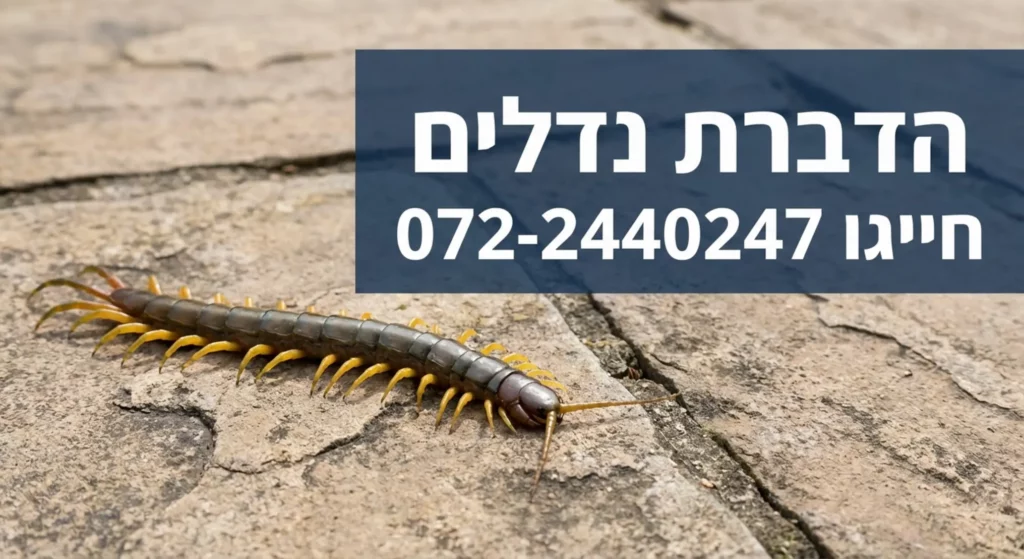 שירותי הדברת נדלים, צילום תקריב של חרק ופרטי התקשרות.