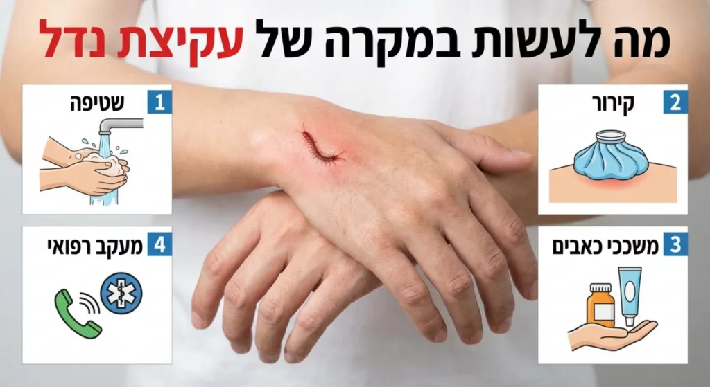 כיצד לטפל בעקיצת צפע: שטיפה, קירור, משככי כאבים וקריאה לעזרה.