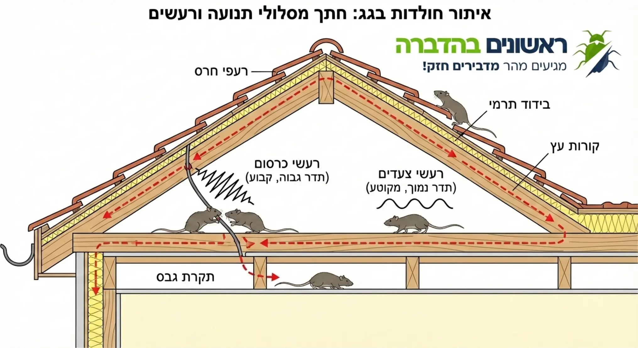איור המציג חתך של גג רעפים ובו מסלולי תנועה אופייניים של חולדות, עם סימון ויזואלי של גלי קול הממחישים רעשי כרסום מול רעשי צעדים