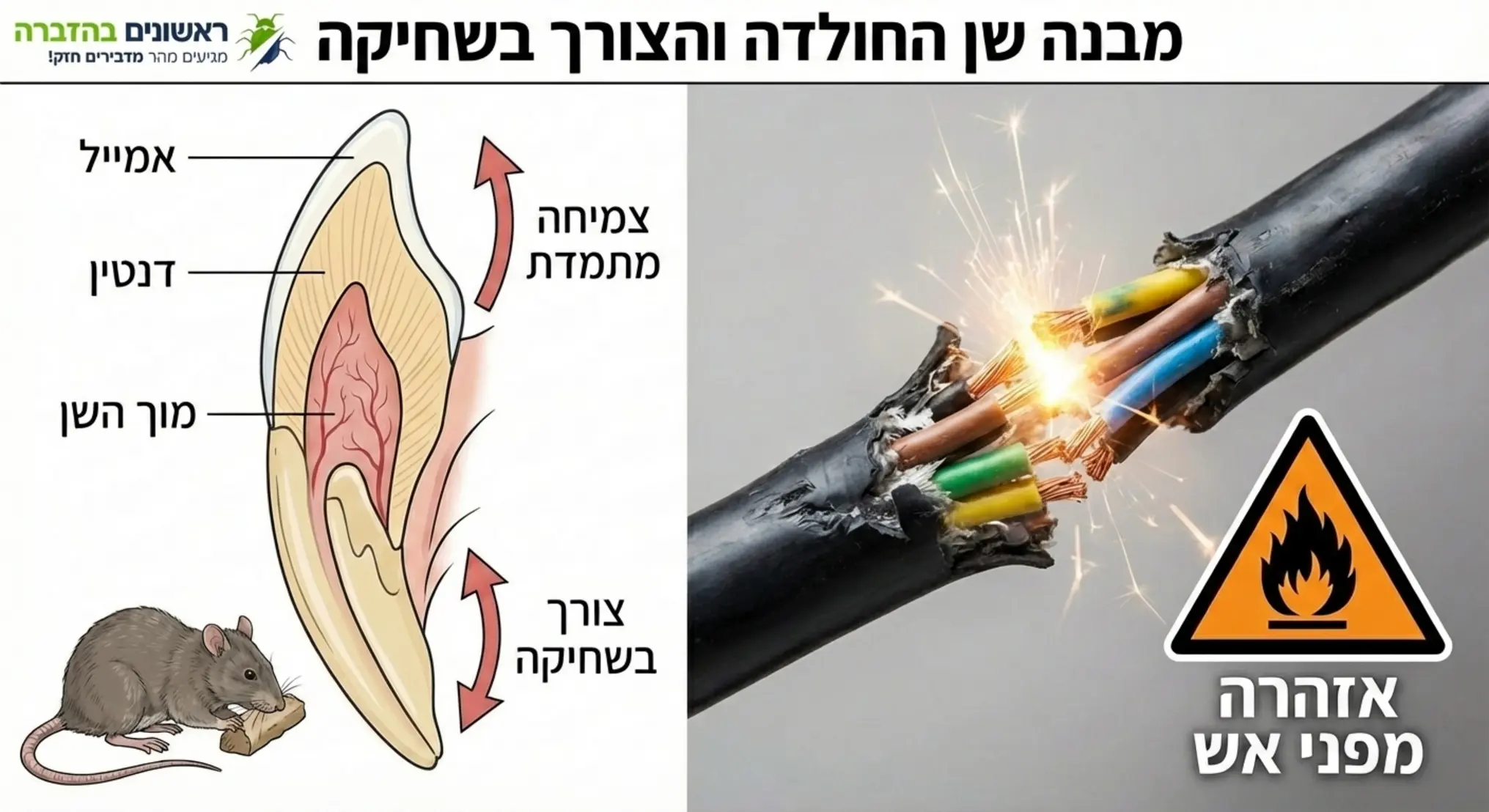 אינפוגרפיקה המציגה את מבנה השן של החולדה והצורך הביולוגי בשחיקה, לצד תמונה של כבל חשמל מכורסם עם אייקון אזהרה מפני אש
