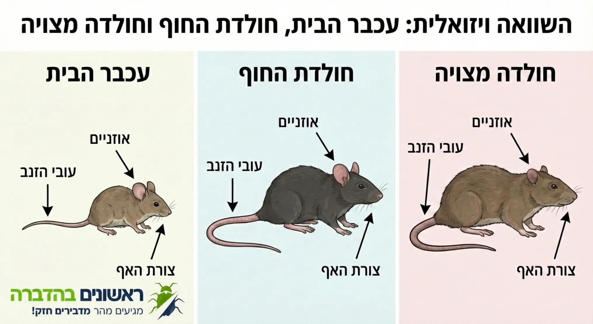 אינפוגרפיקה המציגה השוואה ויזואלית צד-לצד של עכבר הבית, חולדת החוף וחולדה מצויה. האינפוגרפיקה מדגישה את ההבדלים באוזניים, בעובי הזנב ובצורת האף