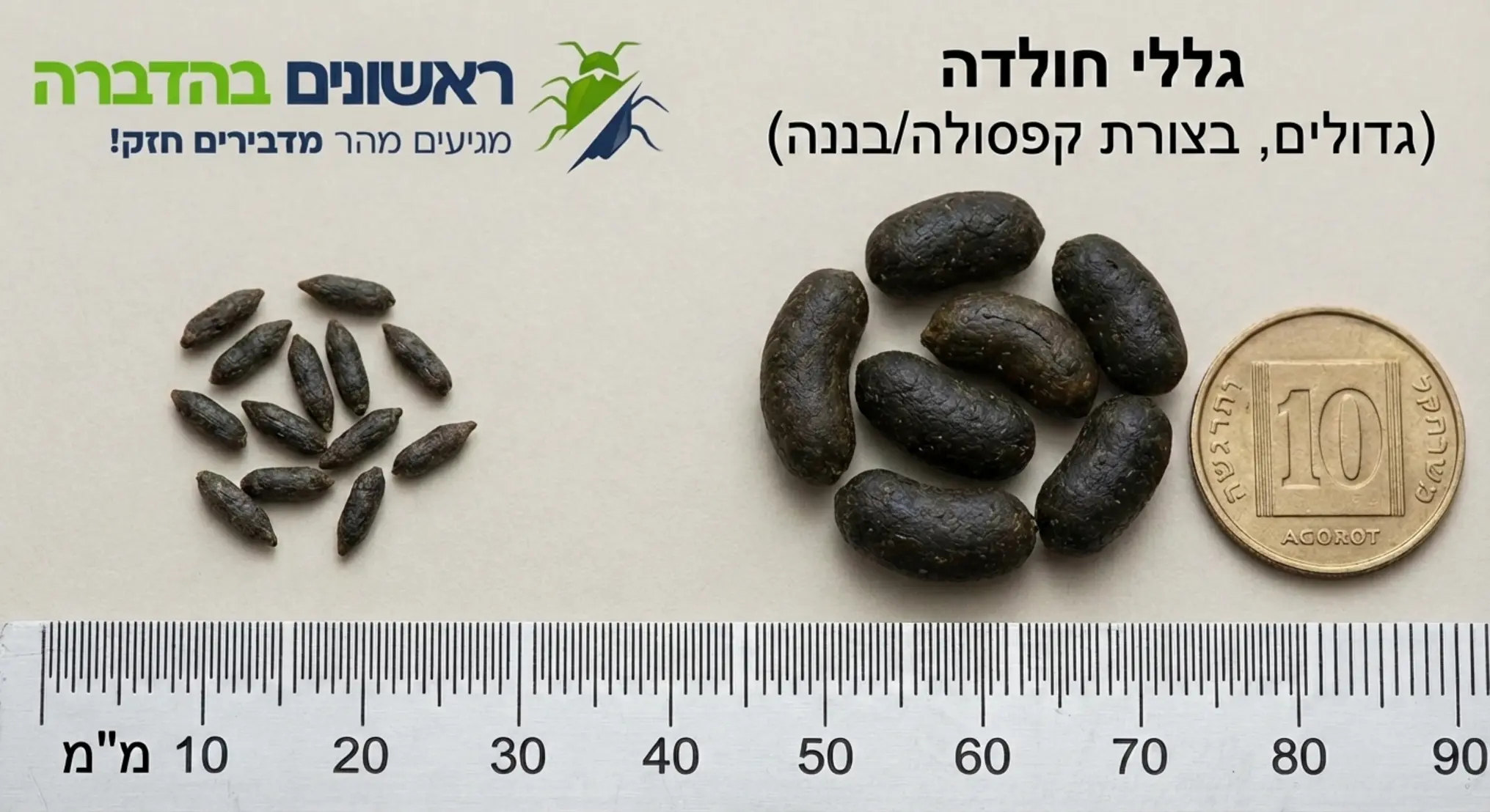 תמונה ברורה המראה את ההבדלים בין גללי עכבר (קטנים ומחודדים) לבין גללי חולדה (גדולים וכהים, בצורת קפסולה או בננה)