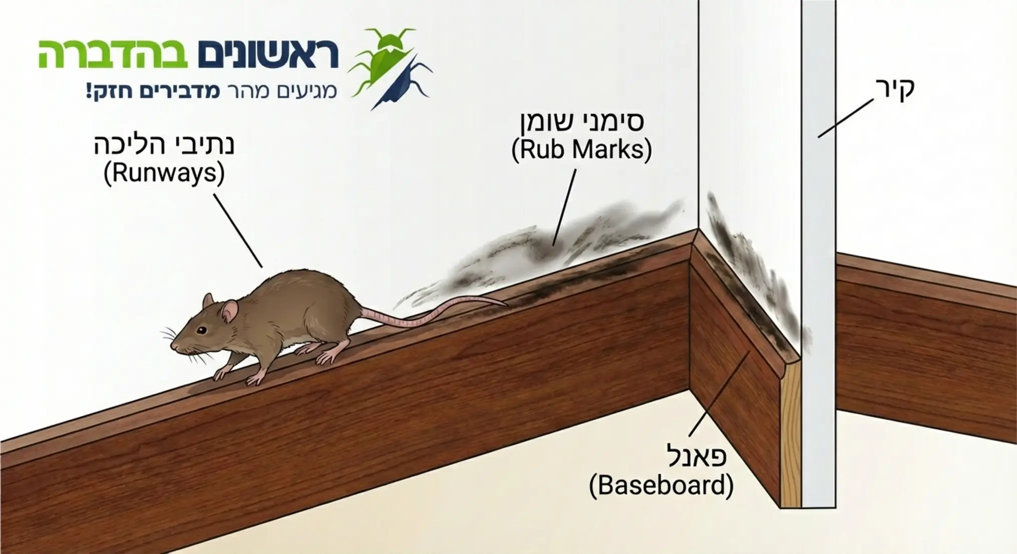 איור המדגים את נתיבי ההליכה של חולדות צמוד לפאנלים ואת סימני השומן (Rub Marks) שהן משאירות על הקיר