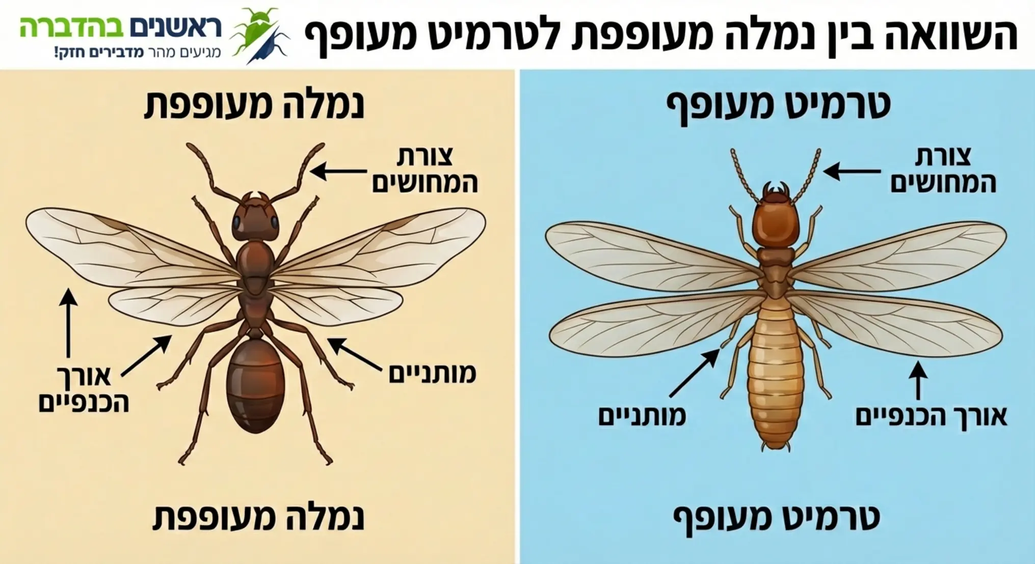 אינפוגרפיקה המשווה בין נמלה מעופפת לטרמיט מעופף, עם דגש על צורת המותניים, אורך הכנפיים וצורת המחושים