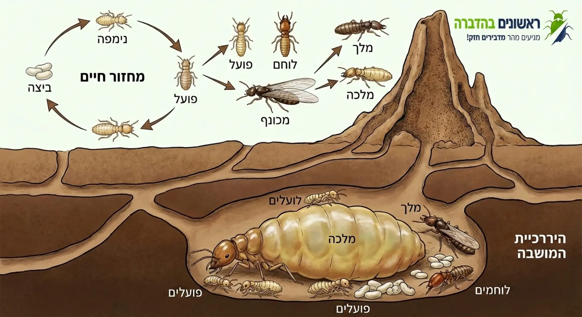 אינפוגרפיקה המציגה את מעגל החיים של הטרמיט והיררכיית המושבה, עם דגש על המלכה שנמצאת עמוק בקרקע