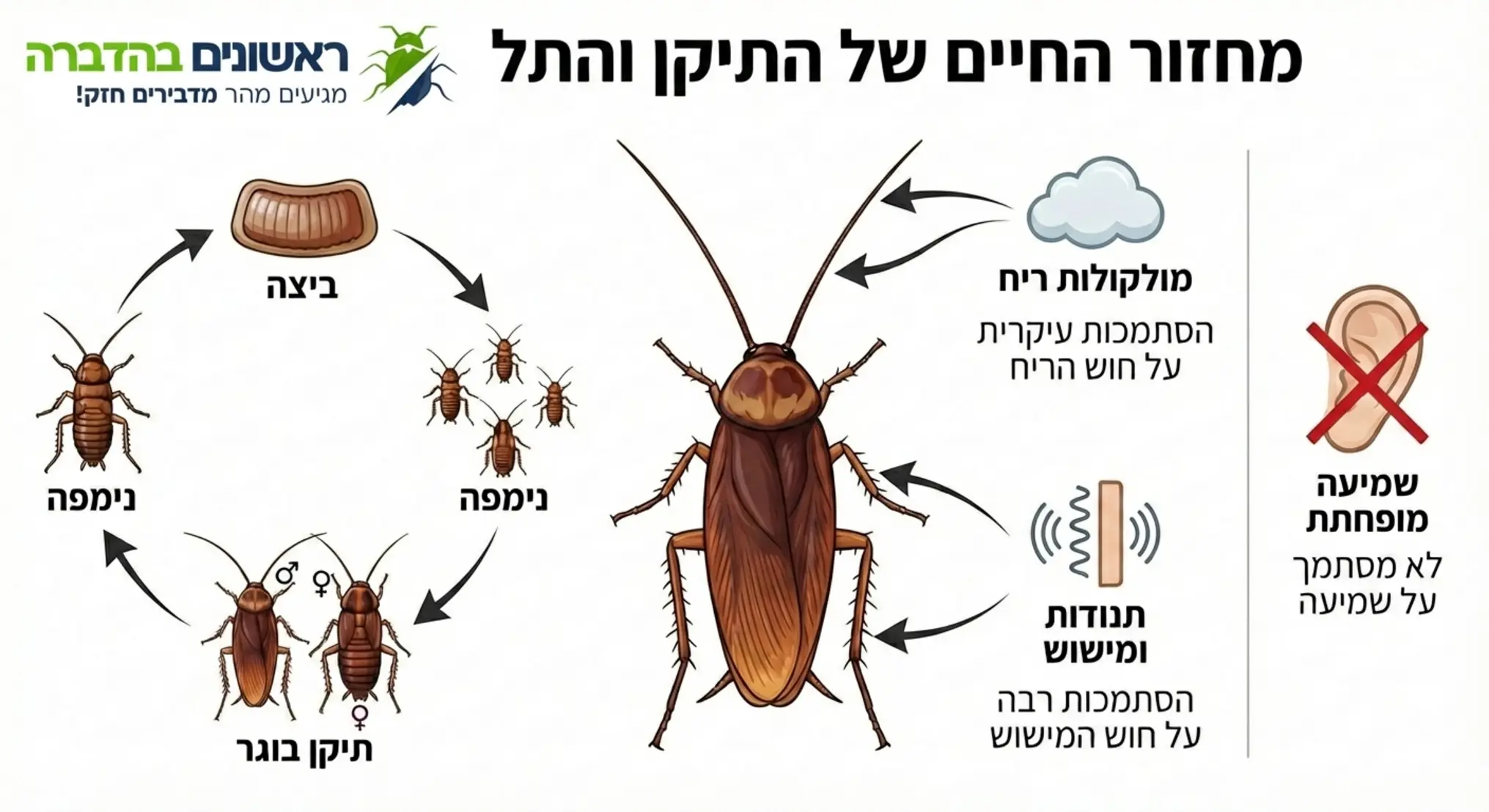 אינפוגרפיקה המציגה את מחזור החיים של התיקן והעובדה שהוא מסתמך בעיקר על חוש הריח והמישוש ולא על השמיעה
