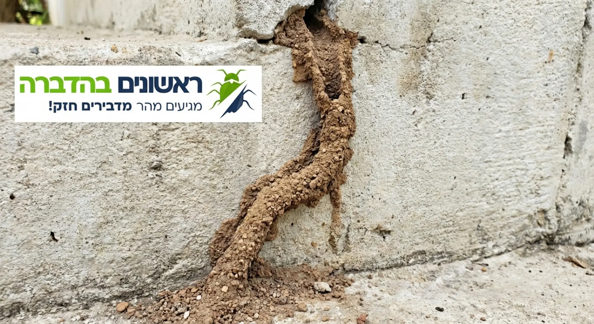 תמונה ברורה של תעלת בוץ חומה המטפסת על קיר בטון בהיר, הממחישה את המראה של נתיב הטרמיטים