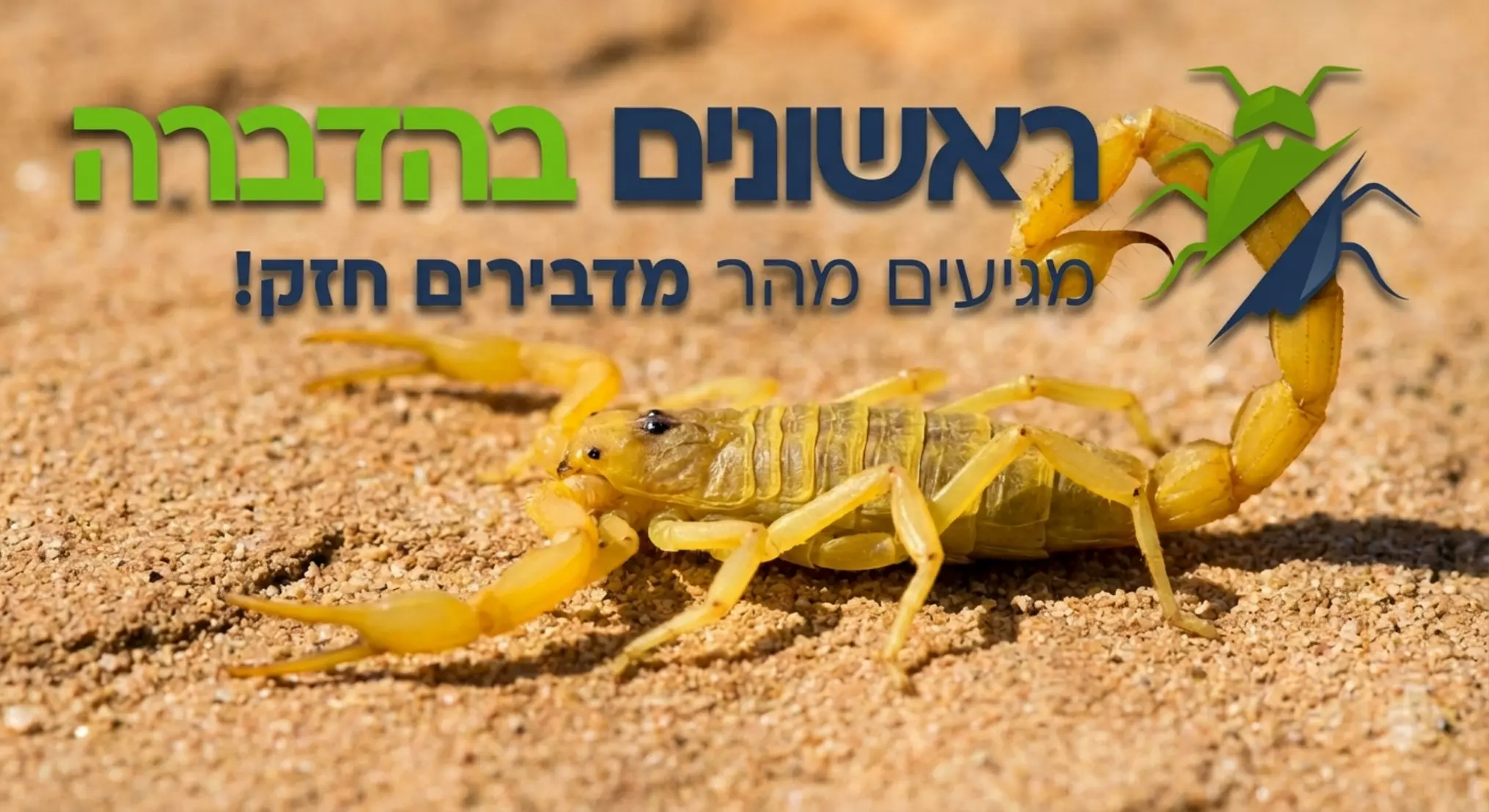 תמונה ברורה ומקצועית של עקרב צהוב מצוי על רקע חולי או אבן, המדגישה את הצבע הצהוב, הצבתות הדקות והזנב עם העוקץ בסופו