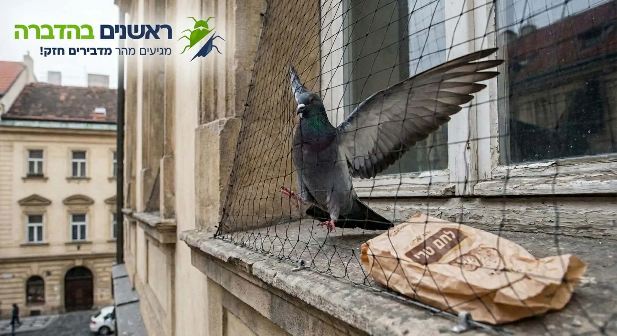 תמונה של יונה מנסה לנחות על אדן חלון אך נחסמת על ידי רשת מקצועית מתוחה היטב