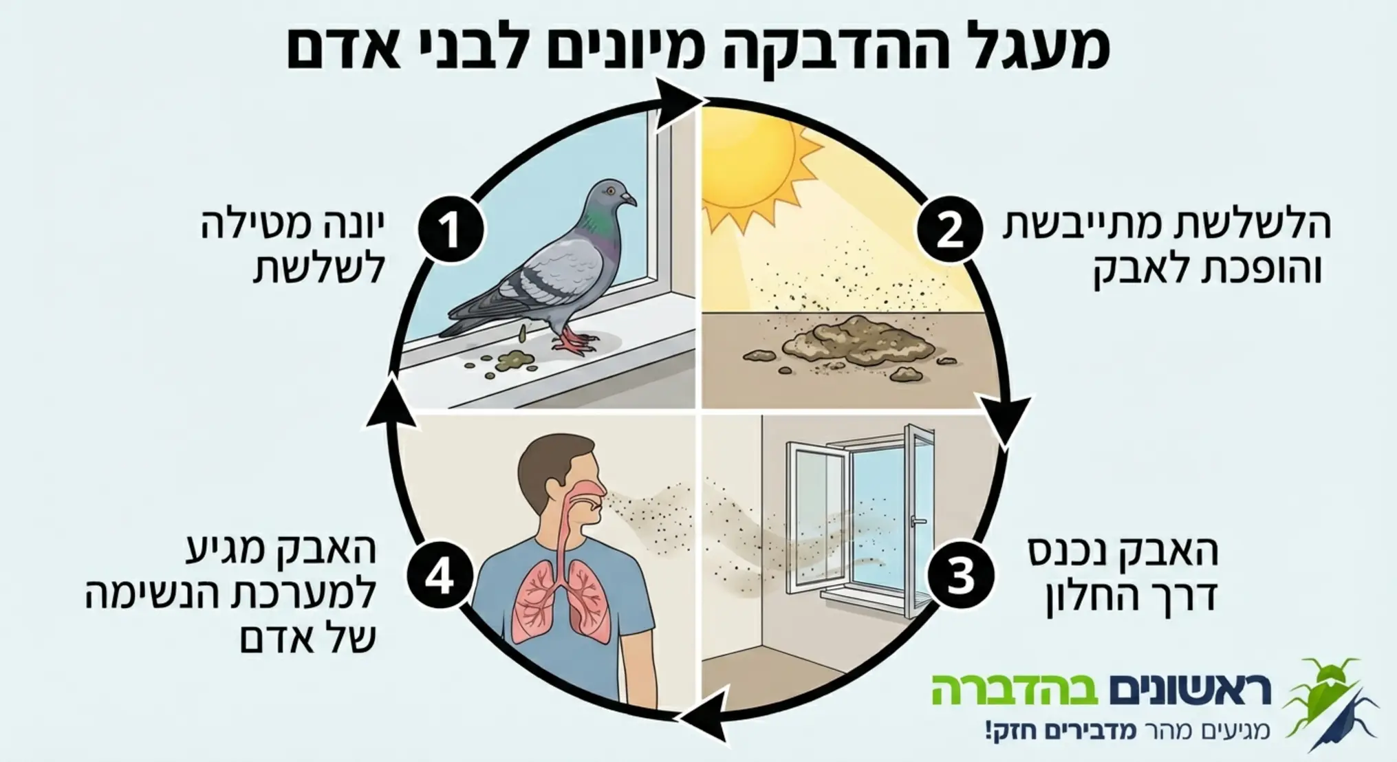 אינפוגרפיקה המציגה את מעגל ההדבקה מיונים לבני אדם: יונה מטילה לשלשת, הלשלשת מתייבשת והופכת לאבק, האבק נכנס דרך החלון ומגיע למערכת הנשימה של אדם