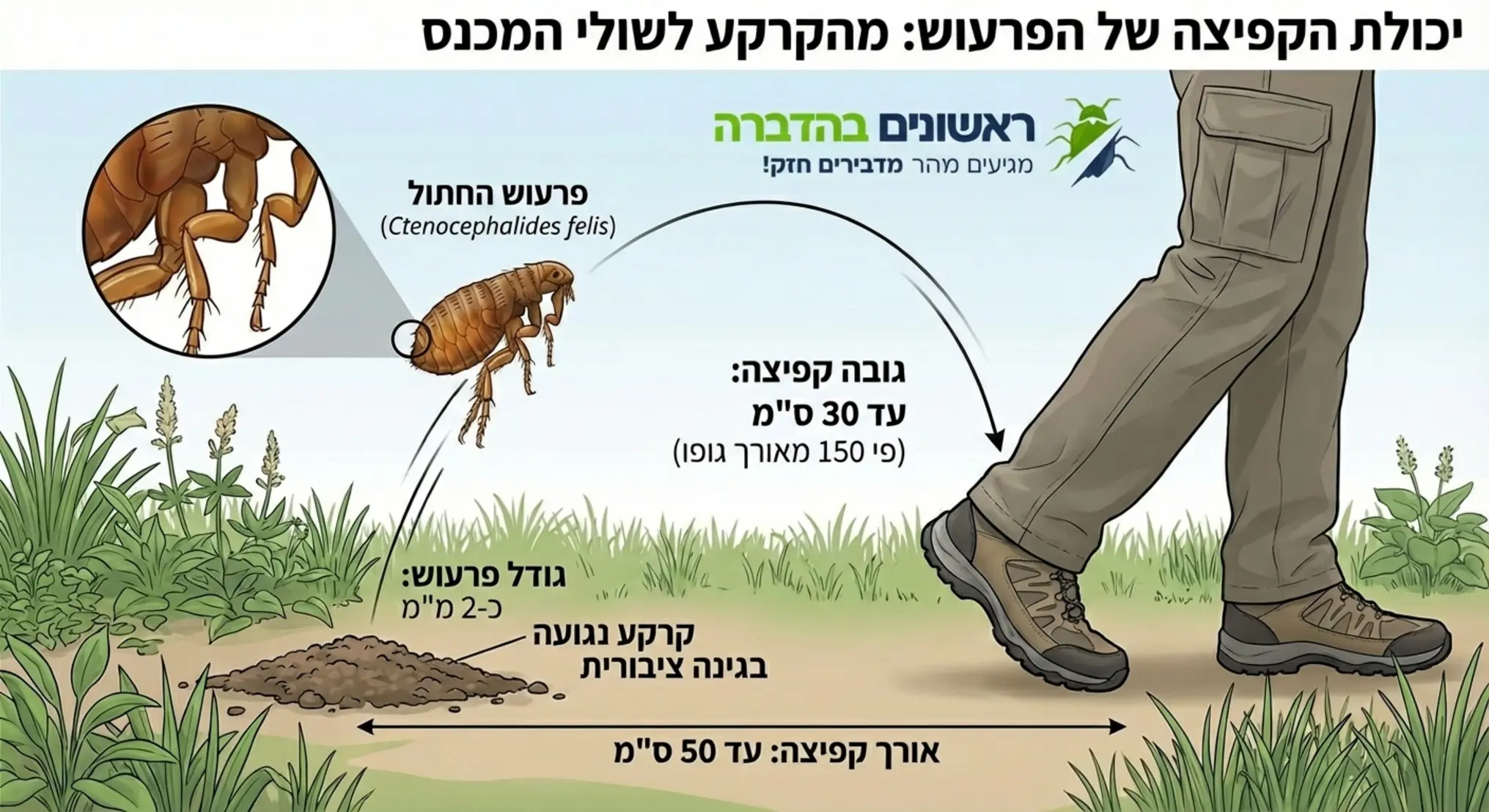 אינפוגרפיקה המדגימה את יכולת הקפיצה של הפרעוש מן הקרקע אל שולי מכנסיים של אדם העובר בשטח נגוע בגינה ציבורית