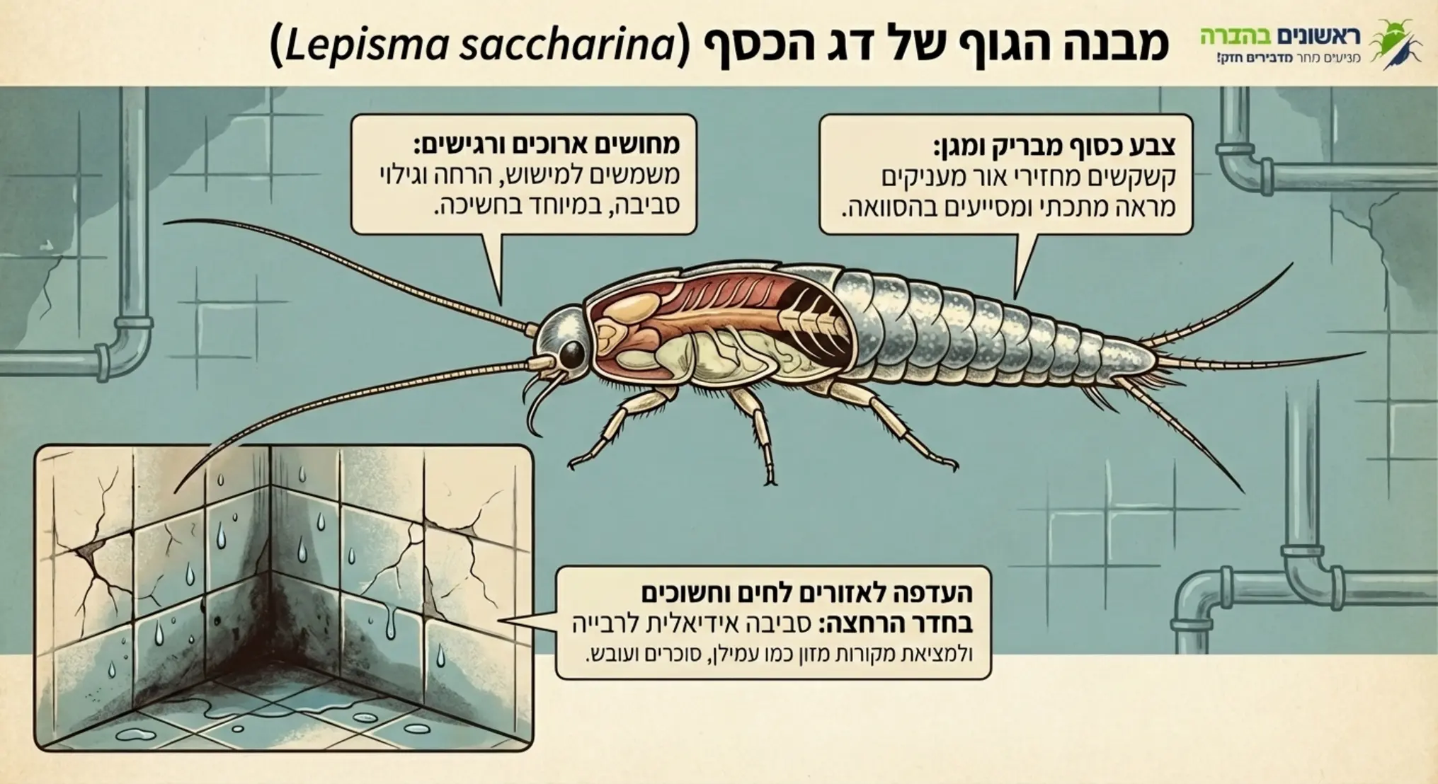 אינפוגרפיקה המציגה את מבנה הגוף של דג הכסף, עם הסברים על המחושים הארוכים, צבעו הכסוף המבריק והעדפתו לאזורים לחים וחשוכים בחדר הרחצה