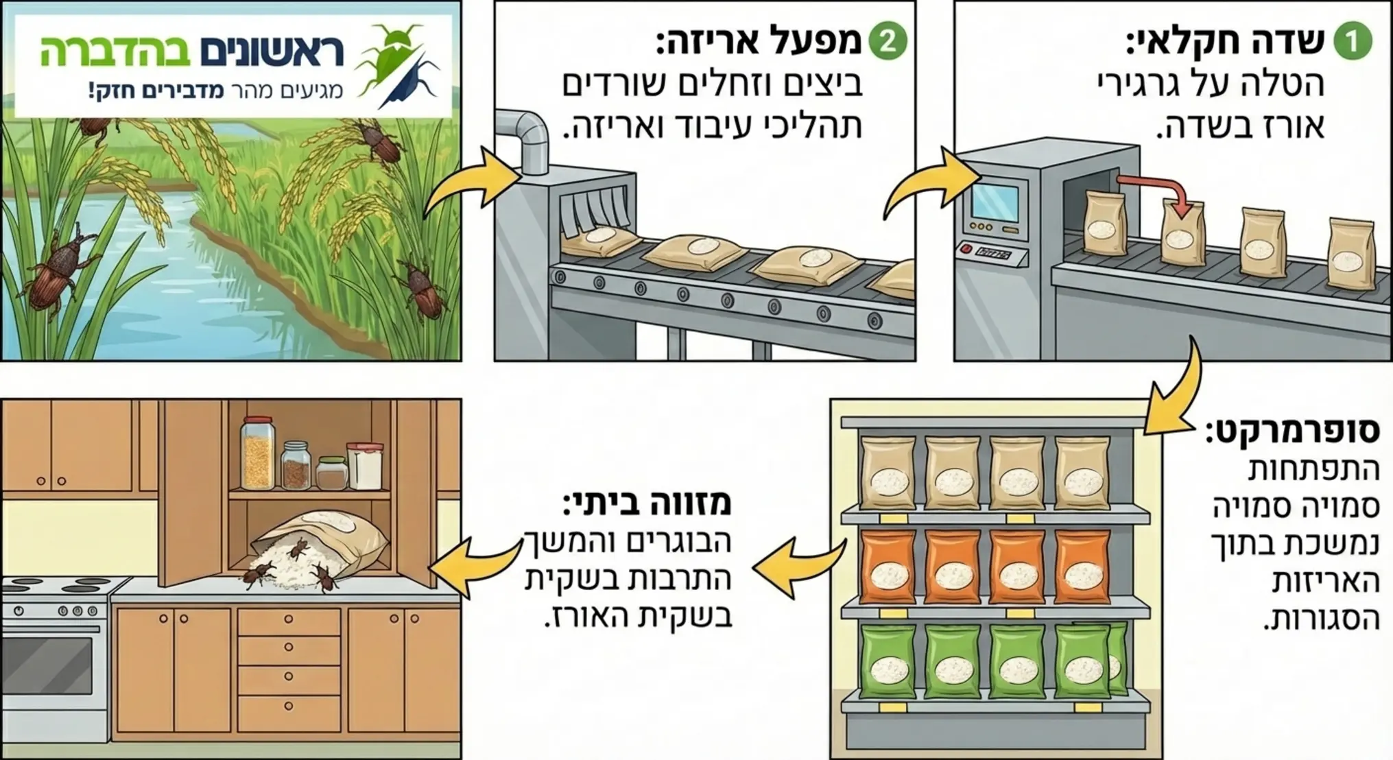 אינפוגרפיקה המציגה את מחזור החיים של חדקונית האורז, מהשדה החקלאי, דרך אריזת המוצר במפעל, הגעה למדף בסופרמרקט ועד לבקיעה בתוך שקית האורז במזווה הביתי