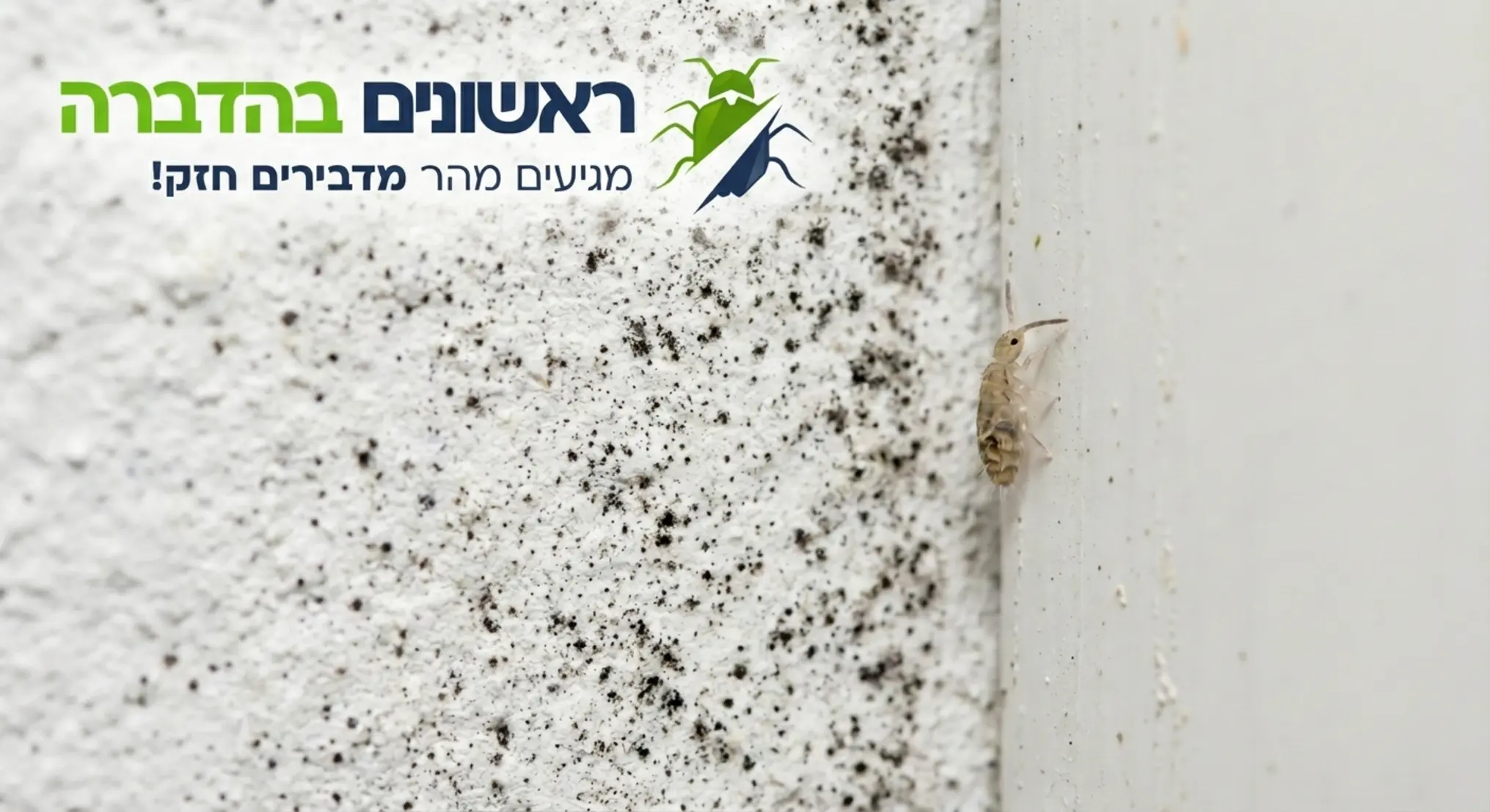 צילום תקריב איכותי של חרק זעיר בהיר המטפס על קיר לבן עם נקודות עובש שחורות מיקרוסקופיות סביב פאנל, הממחיש את גודלו הזעיר ביחס לגרגרי הקיר