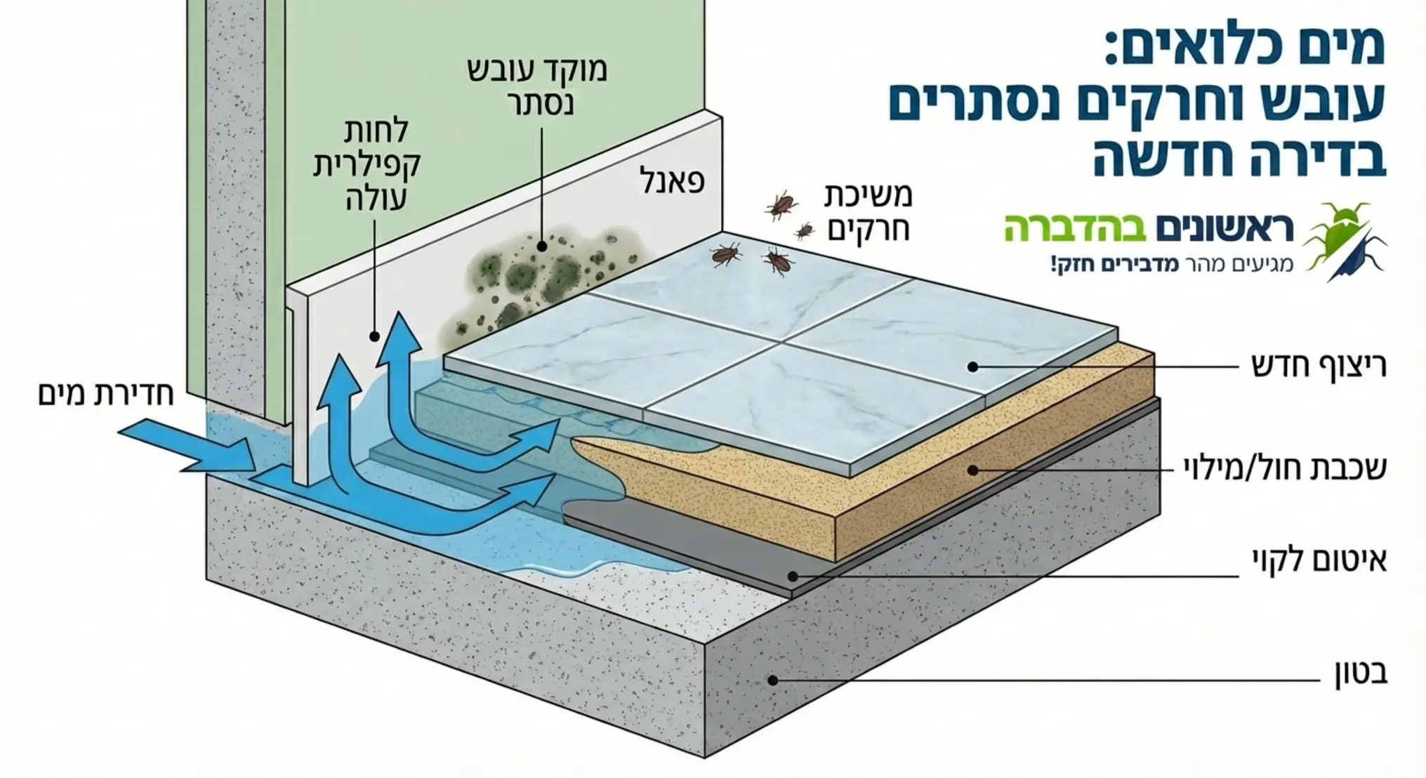 אינפוגרפיקה המציגה חתך של קיר ורצפה בדירה חדשה, הממחישה כיצד מים נכלאים מתחת לריצוף ועולים דרך הפאנלים תוך יצירת מוקדי עובש נסתרים המושכים חרקים