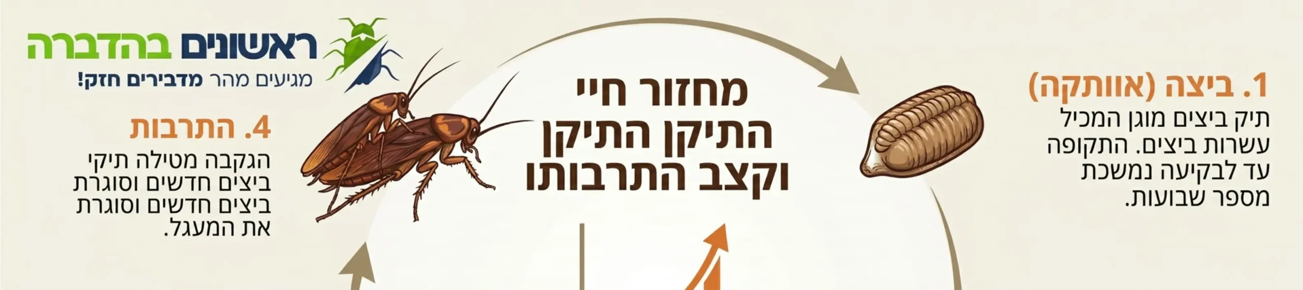 אינפוגרפיקה מקצועית המתארת את מחזור החיים של התיקן מהביצה ועד לבוגר, עם הסבר על קצב ההתרבות