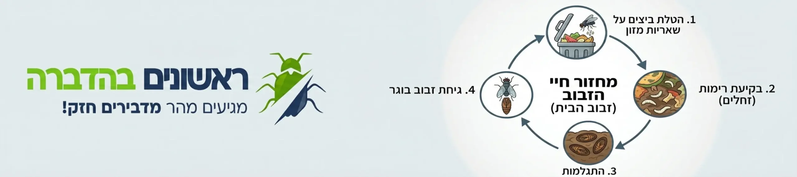 אינפוגרפיקה מקצועית המציגה את מחזור החיים של הזבוב מהטלת הביצים על שאריות מזון בפח, דרך שלב הרימה הלבנה ועד להתפתחות לזבוב בוגר