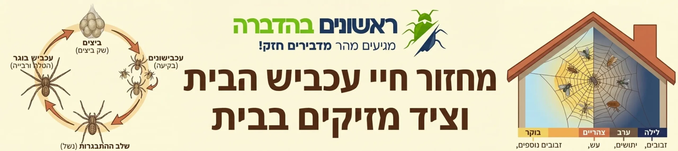 אינפוגרפיקה מפורטת המציגה את מחזור החיים של עכביש הבית ואת סוגי החרקים המזיקים שהוא לוכד ברשת שלו במהלך היממה בתוך בית מגורים
