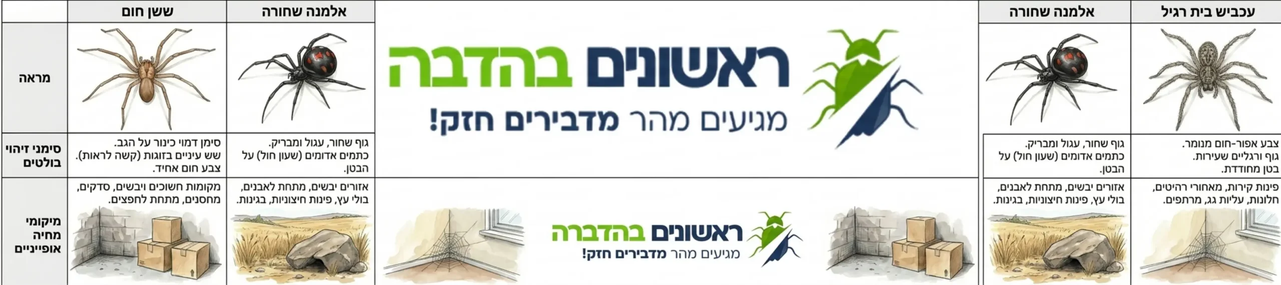 טבלה ויזואלית מאוירת המציגה את ההבדלים במראה בין ששן חום, אלמנה שחורה ועכביש בית רגיל, כולל סימני הזיהוי הבולטים שלהם ומיקומי מחיה אופייניים