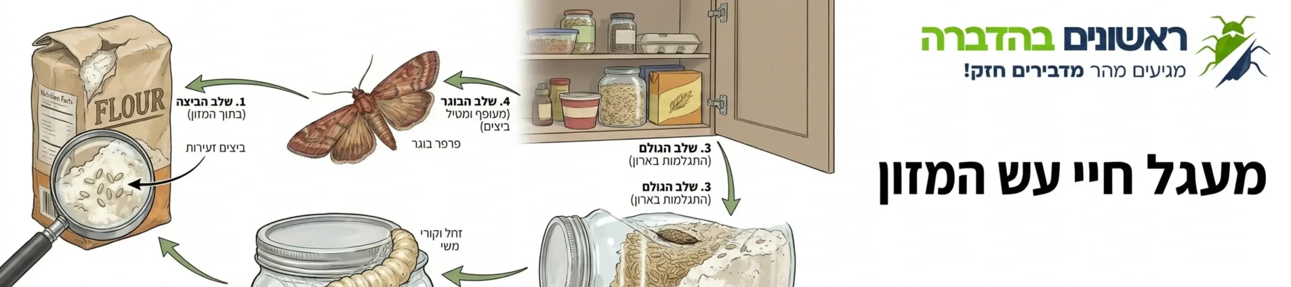 אינפוגרפיקה המציגה את מעגל החיים של עש המזון משלב הביצה בתוך שקית הקמח ועד להתפתחות לפרפר בוגר המעופף בארון המטבח
