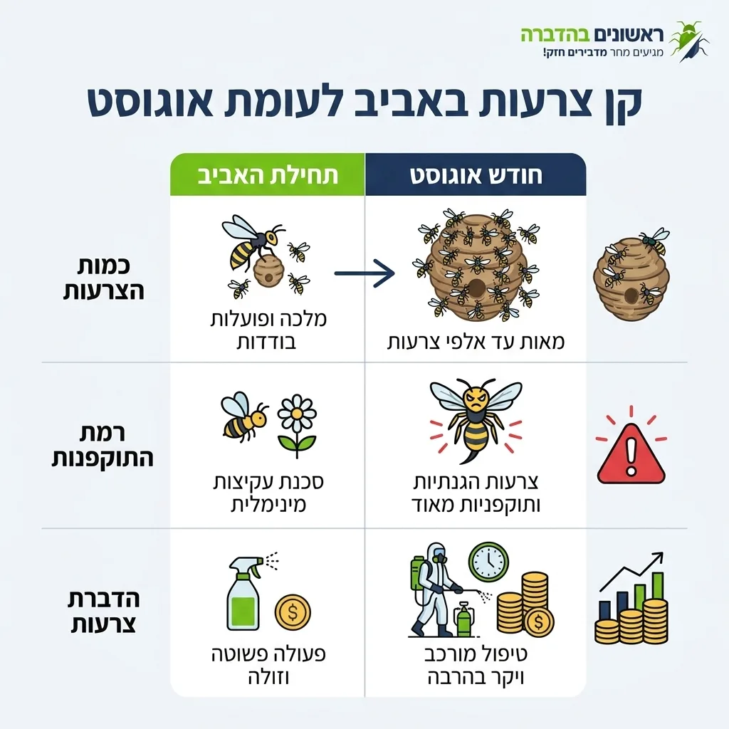 אינפוגרפיקה — קן צרעות באביב לעומת אוגוסט: השוואה בין תחילת האביב, חודש אוגוסט