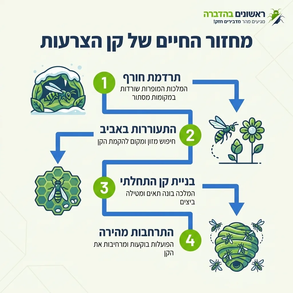 אינפוגרפיקה — מחזור החיים של קן הצרעות: תרדמת חורף, התעוררות באביב, בניית קן התחלתי, התרחבות מהירה