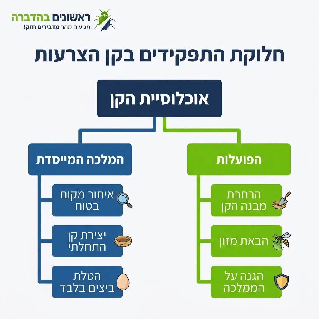 אינפוגרפיקה — חלוקת התפקידים בקן הצרעות: אוכלוסיית הקן