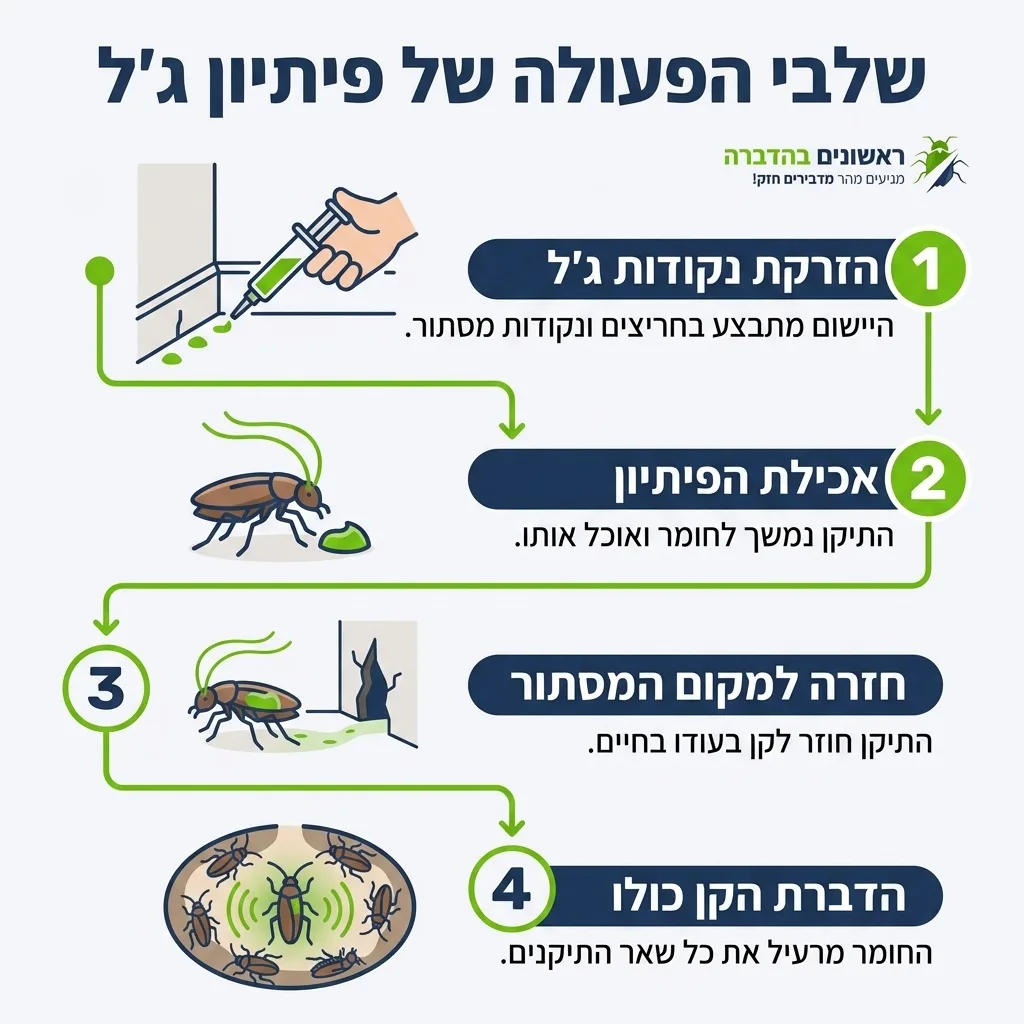 אינפוגרפיקה — שלבי הפעולה של פיתיון ג'ל: הזרקת נקודות ג'ל, אכילת הפיתיון, חזרה למקום המסתור, הדברת הקן כולו