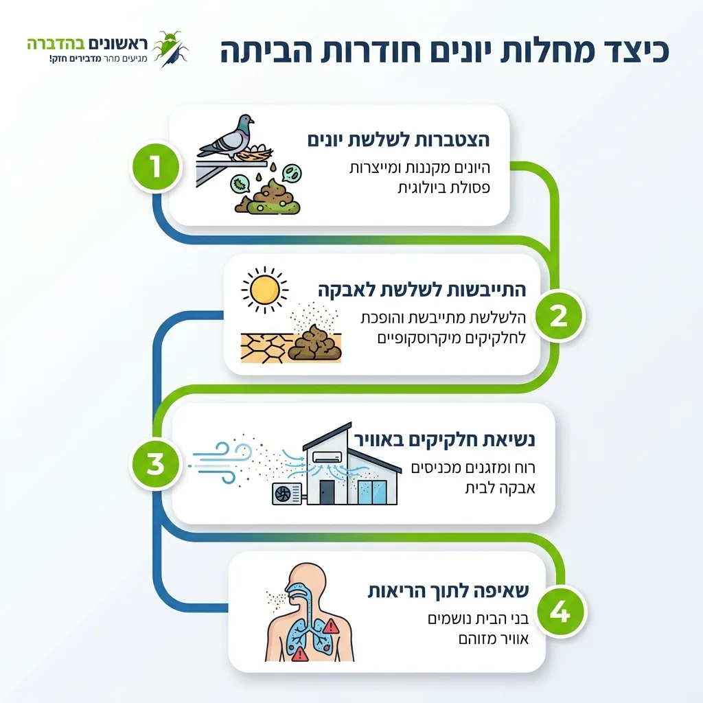 אינפוגרפיקה — כיצד מחלות יונים חודרות הביתה: הצטברות לשלשת יונים, התייבשות לשלשת לאבקה, נשיאת חלקיקים באוויר, שאיפה לתוך הריא